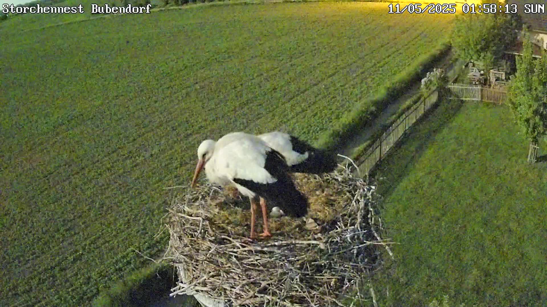 Now live: storchbubendorf