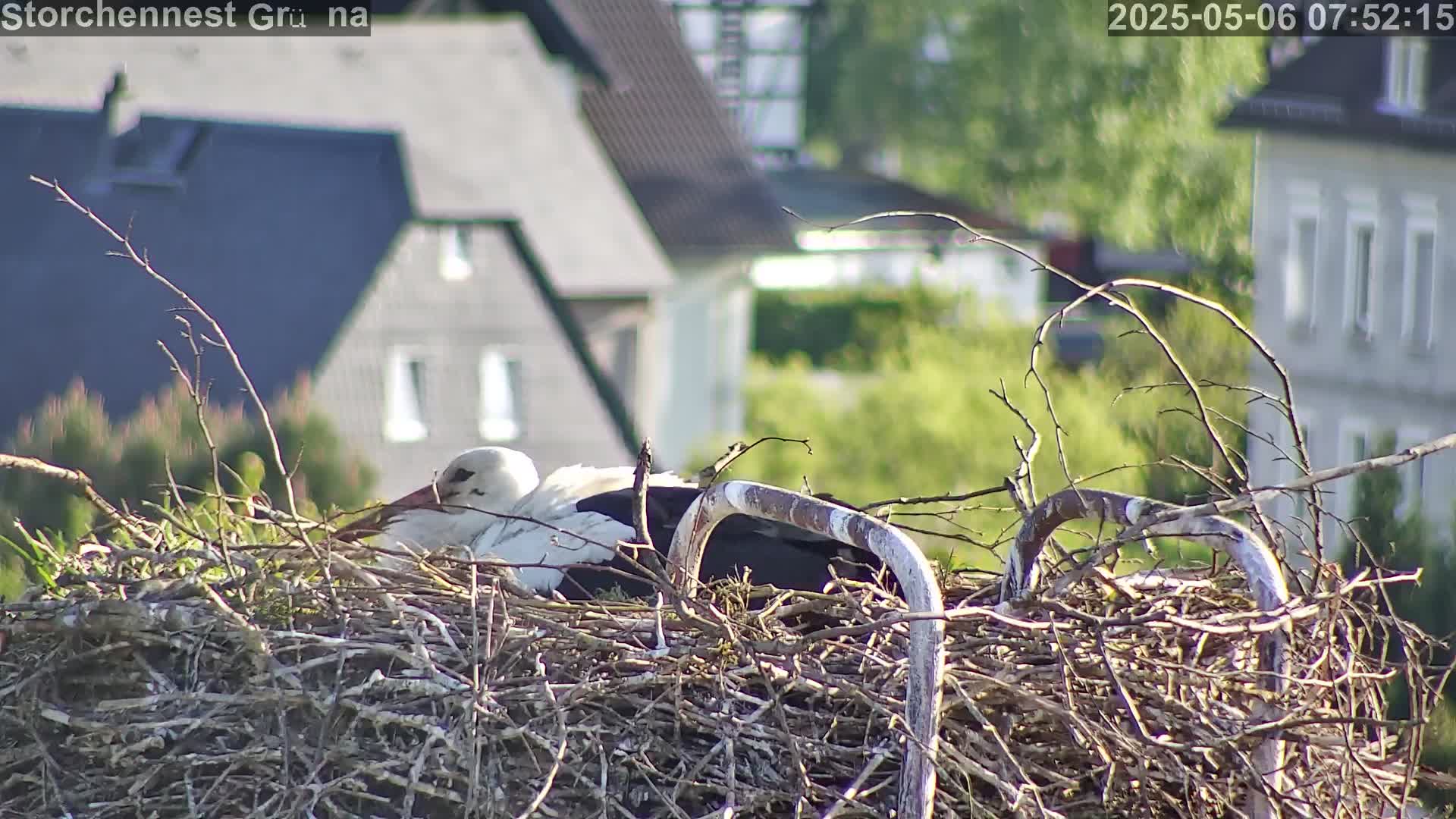 Now live: Storch Grüna
Storchennest in Grüna bei Chemnitz