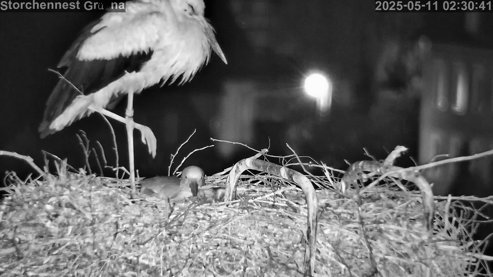 Now live: Storch Grüna
Storchennest in Grüna bei Chemnitz