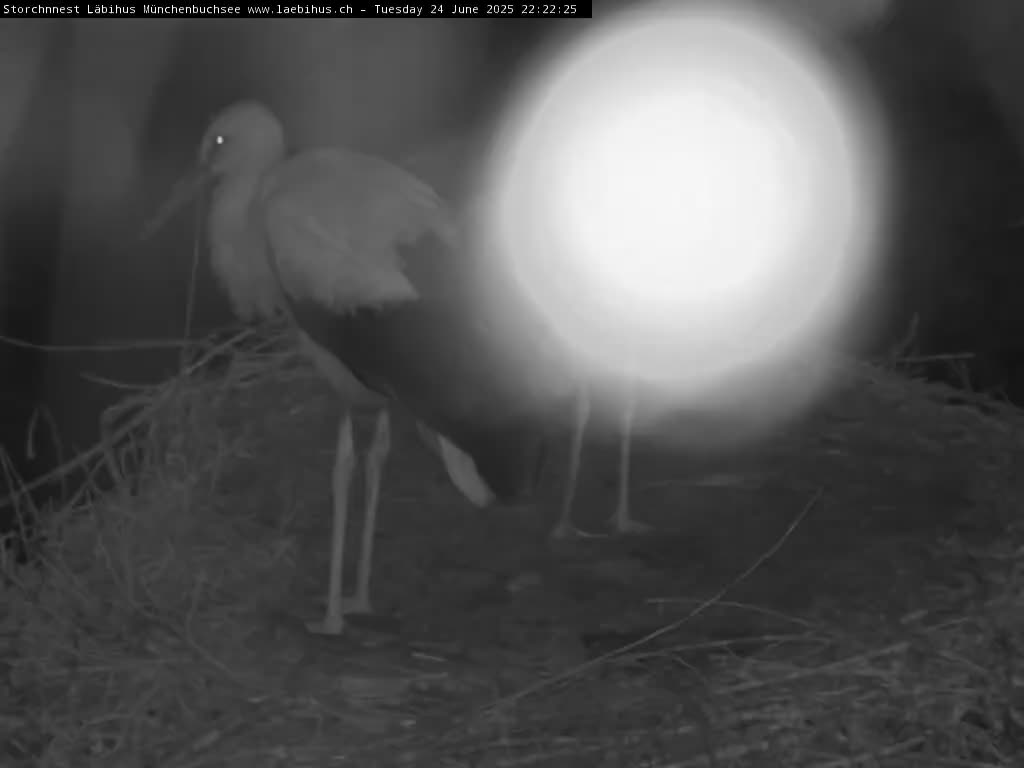 Now live: Storchennest Läbihus Münchenbuchsee
Beobachten Sie Amelie und Adular beim Nisten. Standbild und Archiv: https://www.laebihus.ch/storch
Münchenbuchsee ist eine Vorortsgemeinde von Bern in der Schweiz.
