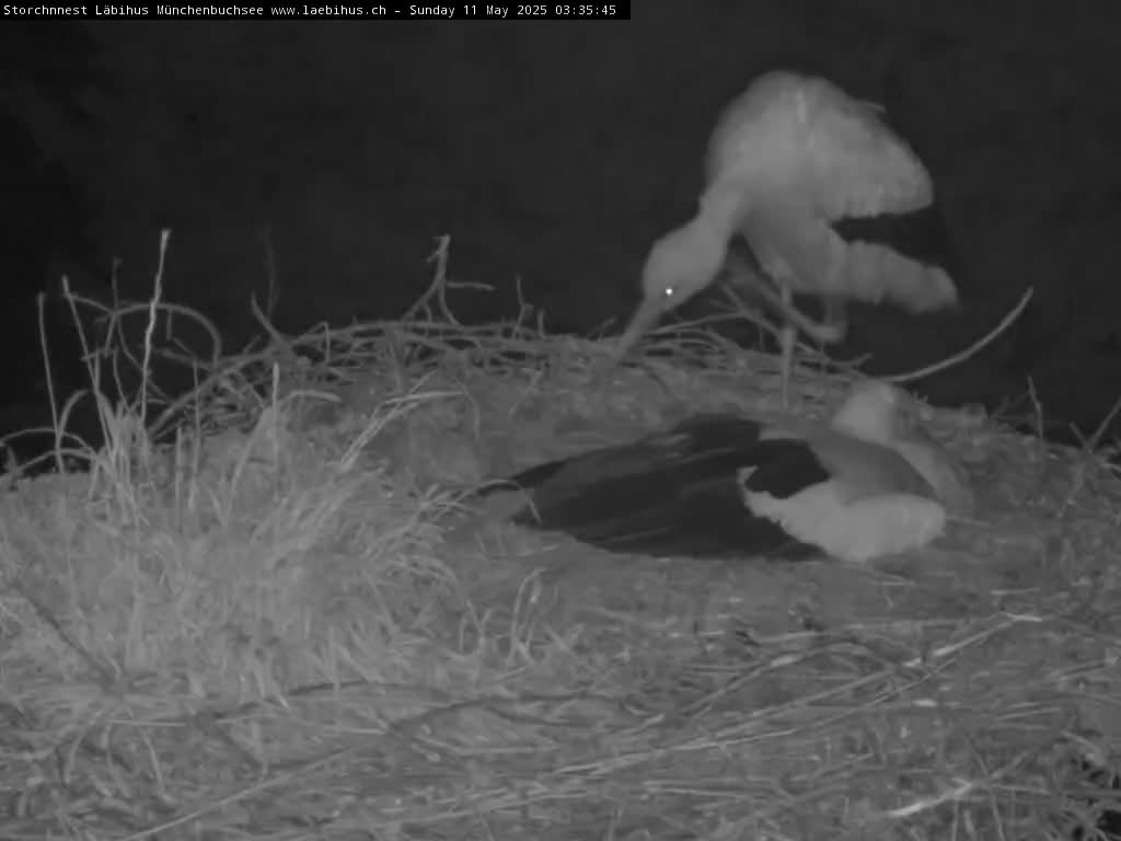 Now live: Storchennest Läbihus Münchenbuchsee
Beobachten Sie Amelie und Adular beim Nisten. Standbild und Archiv: https://www.laebihus.ch/storch
Münchenbuchsee ist eine Vorortsgemeinde von Bern in der Schweiz.