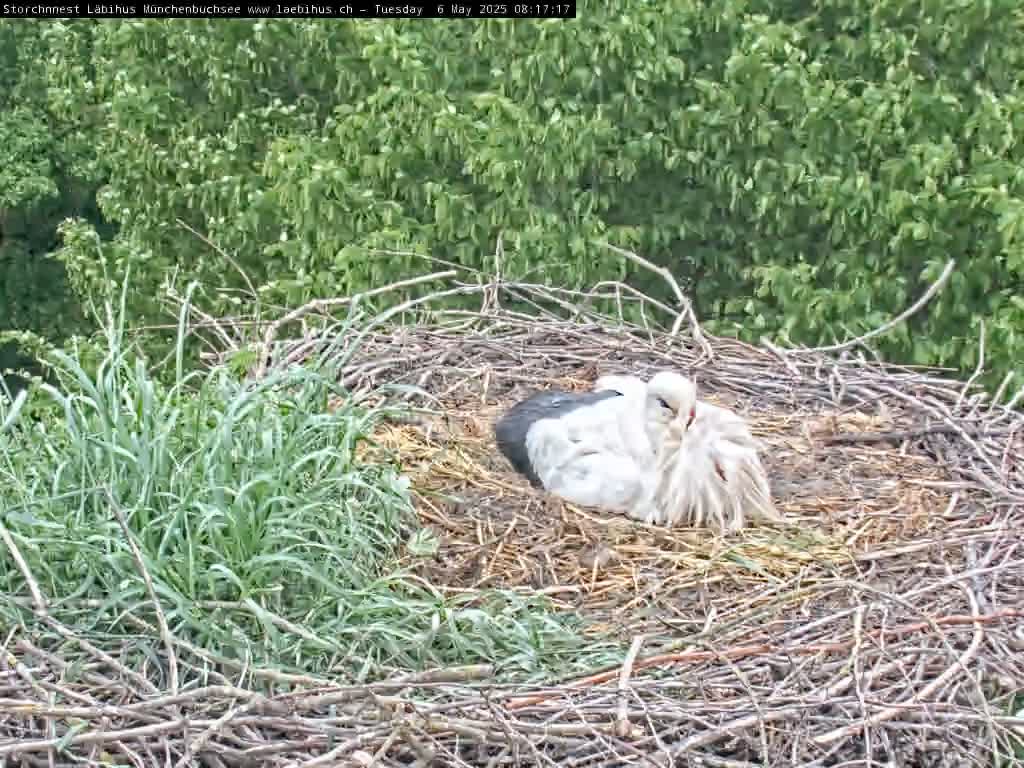 Now live: Storchennest Läbihus Münchenbuchsee
Beobachten Sie Amelie und Adular beim Nisten. Standbild und Archiv: https://www.laebihus.ch/storch
Münchenbuchsee ist eine Vorortsgemeinde von Bern in der Schweiz.