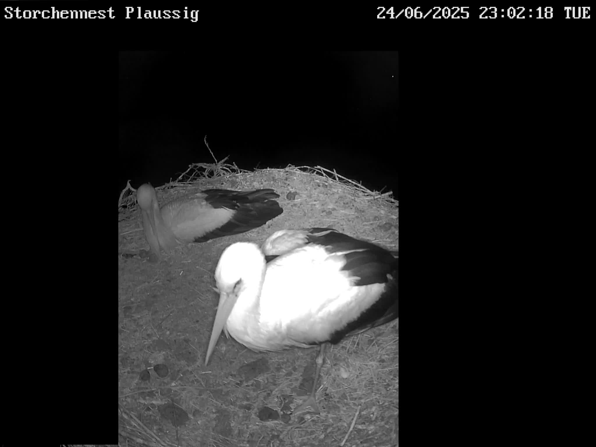 Now live: Storch Plaussig
Storchennest Plaussig in KITA
