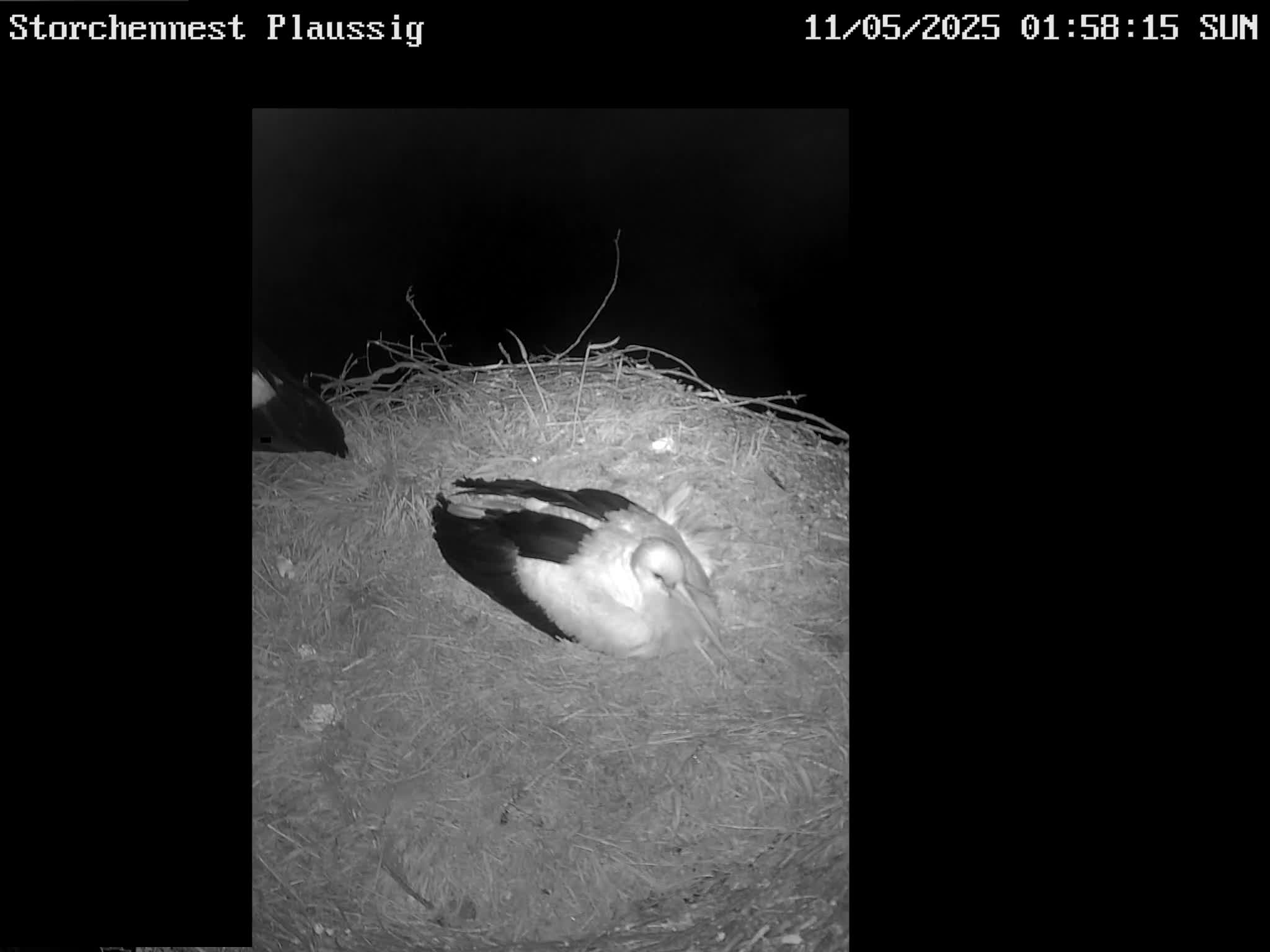 Now live: Storch Plaussig
Storchennest Plaussig in KITA