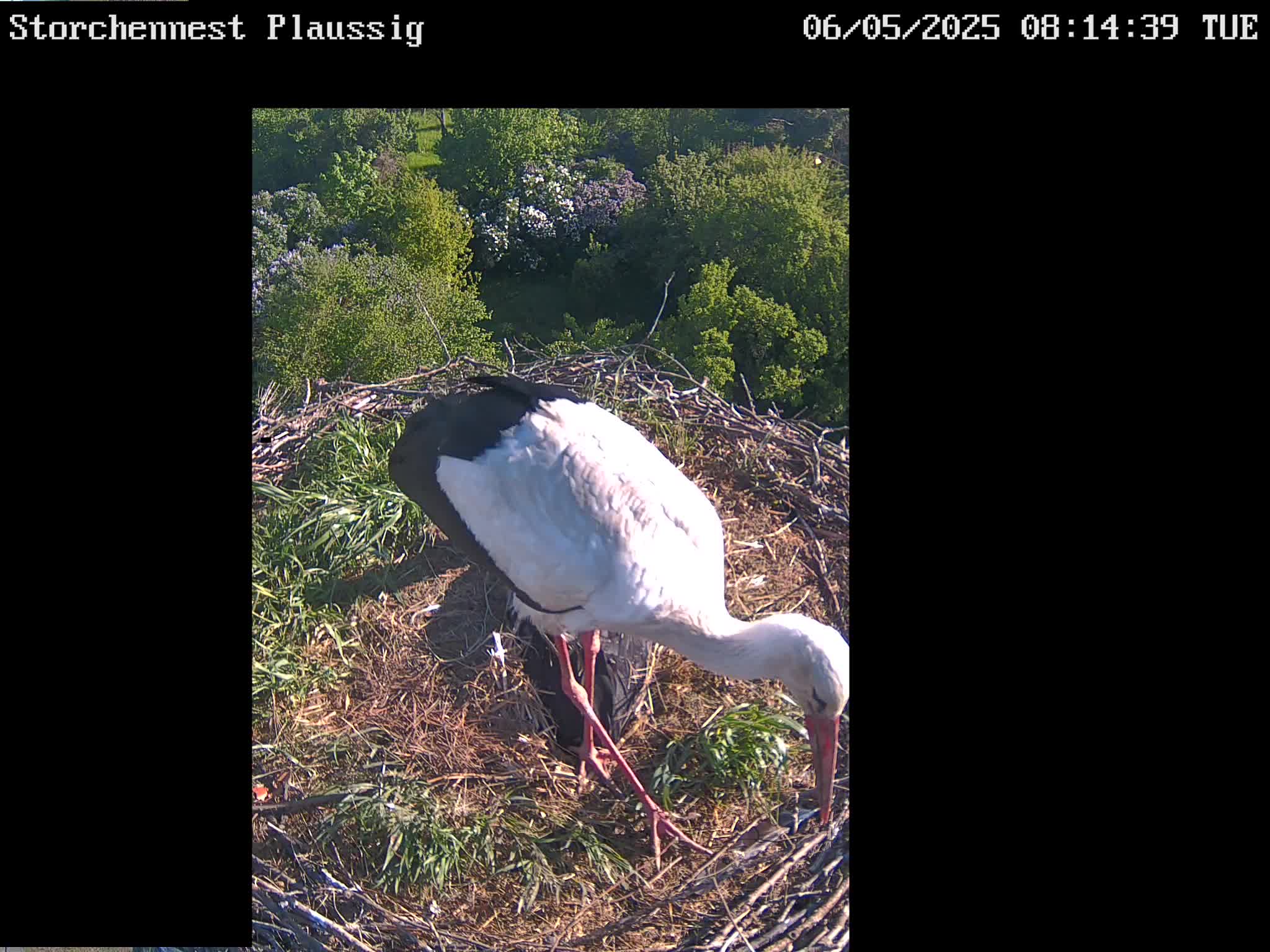 Now live: Storch Plaussig
Storchennest Plaussig in KITA