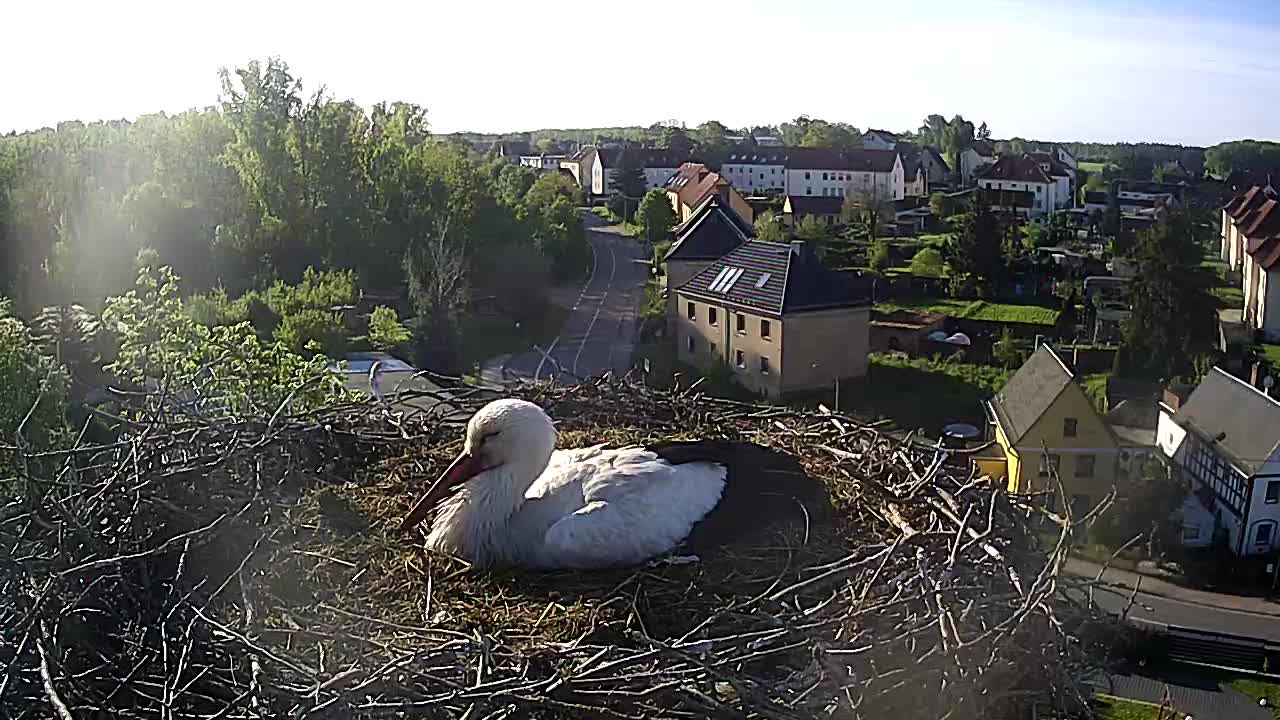Now live: Storch Thräna