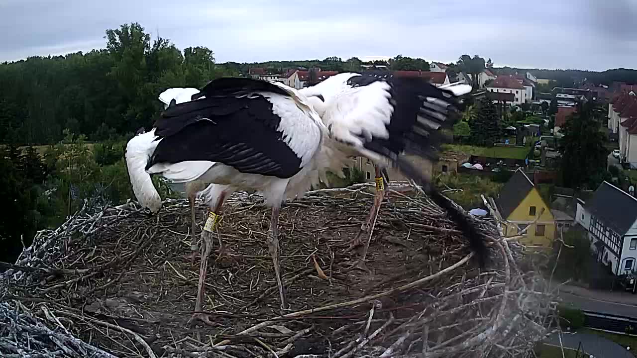 Now live: Storch Thräna