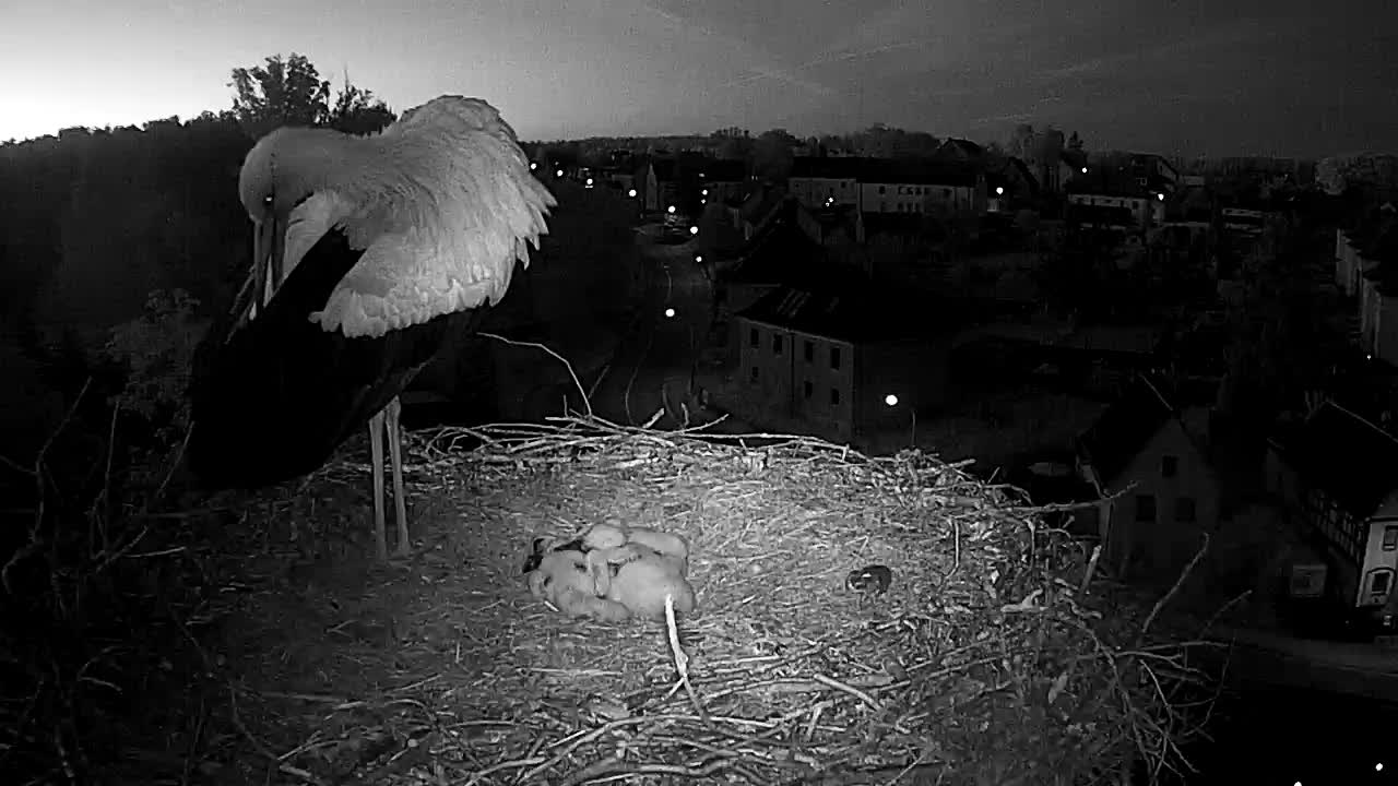 Now live: Storch Thräna