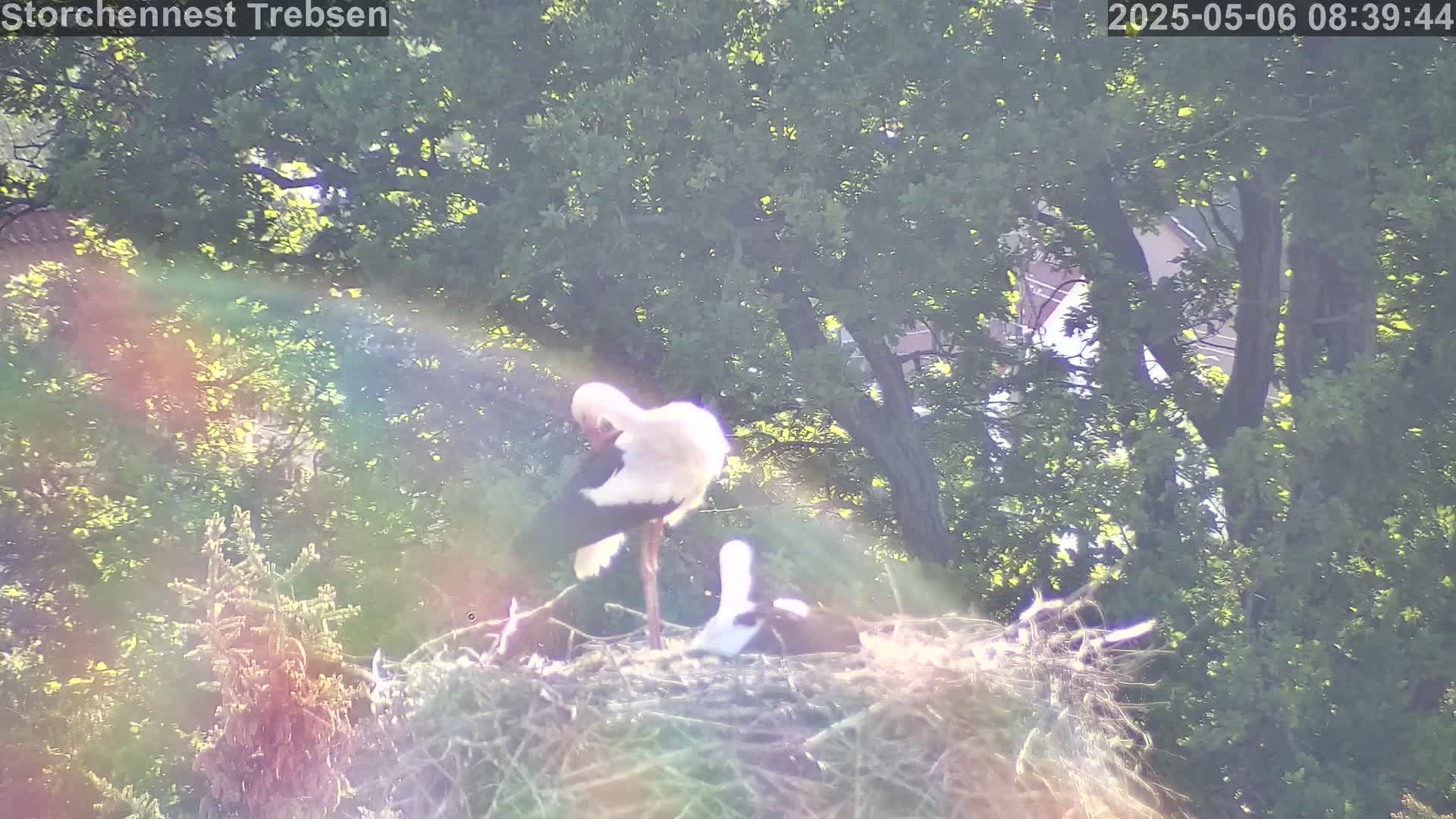 Now live: Storchennest Trebsen