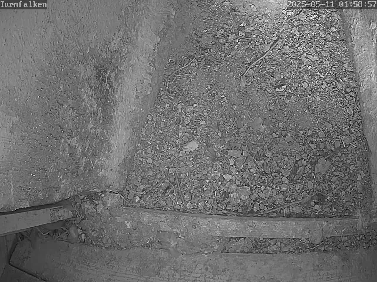 Now live: Turmfalken
Turmfalken in Otterwisch