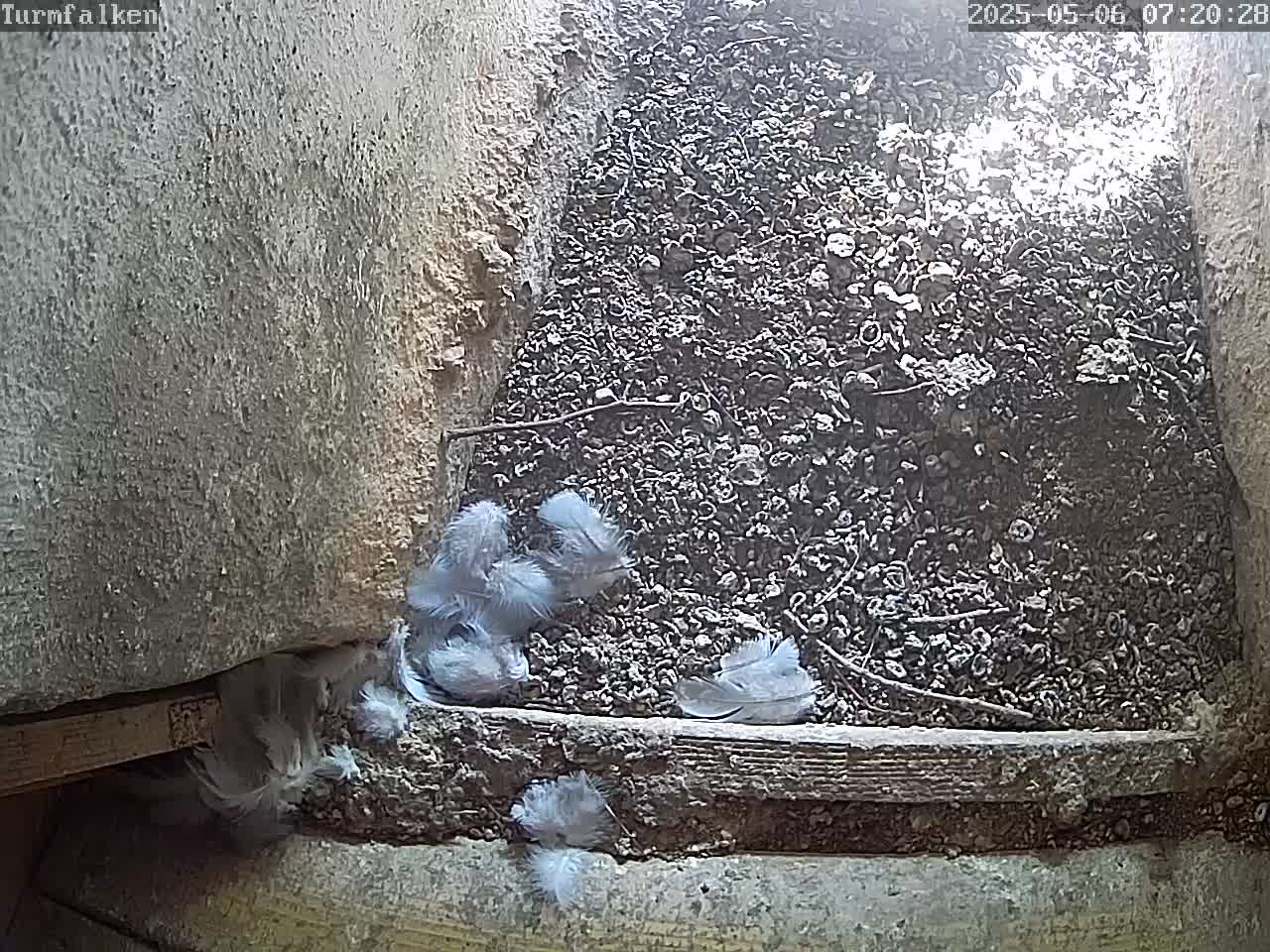 Now live: Turmfalken
Turmfalken in Otterwisch